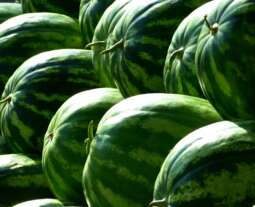 pexels-pixabay-59830